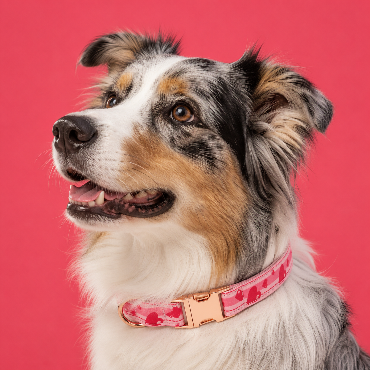 Collier Chien Je suis ton Préféré